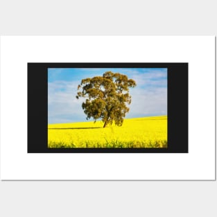 Canola field landscape Posters and Art